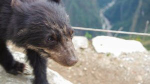 Filhote de urso preto - topo da montanha Machu Picchu